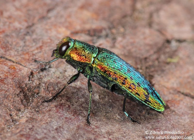 krasec lipový, Lamprodila rutilans, Buprestidae (Brouci, Coleoptera)